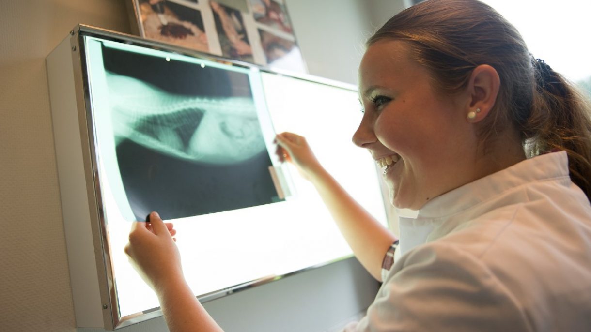 Student dierenartsassistent-paraveterinair bekijkt röntgenfoto