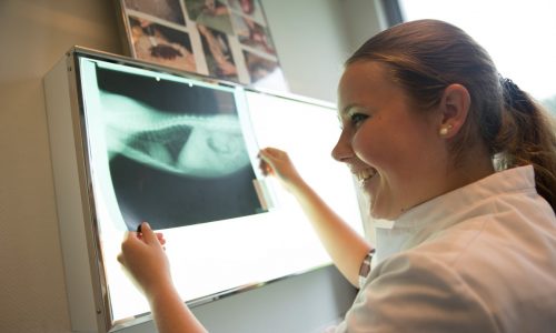 Student dierenartsassistent-paraveterinair bekijkt röntgenfoto