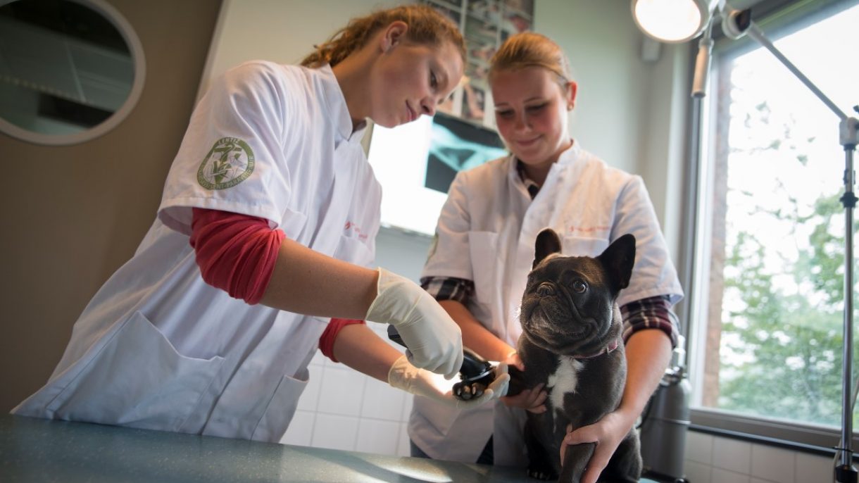 Twee studenten dierenartsassistent-paraveterinair onderzoeken hond