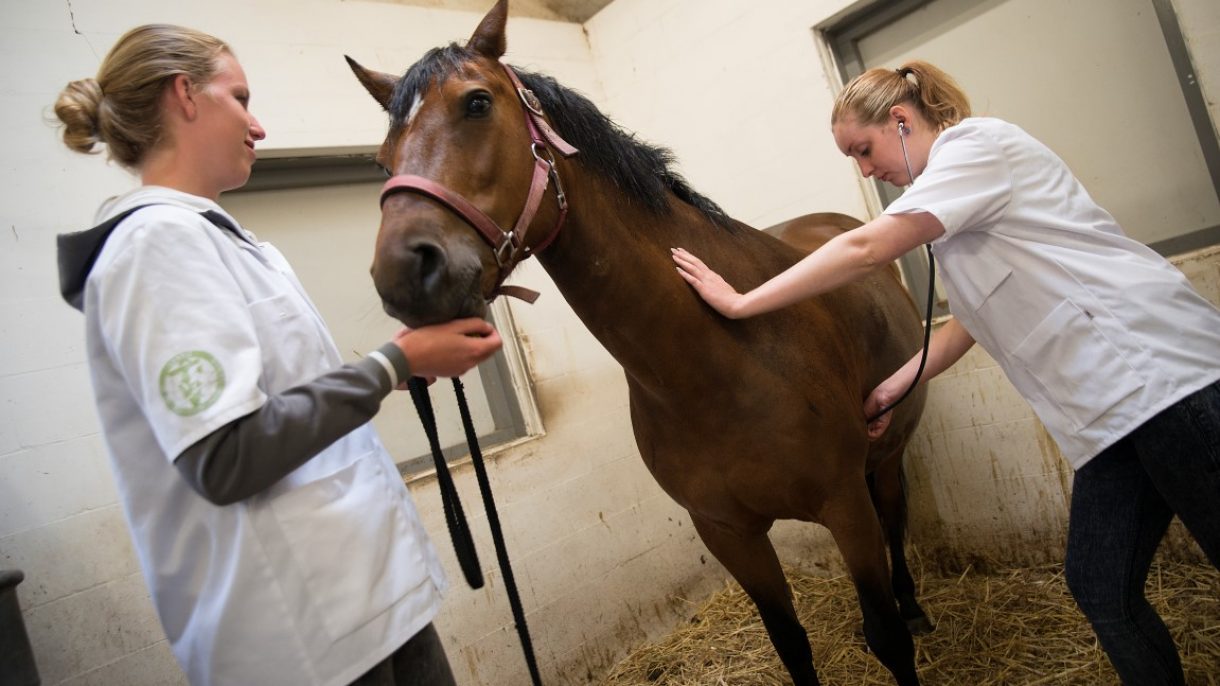 Studenten dierenartsassistent-paraveterinair in witte jassen onderzoeken paard