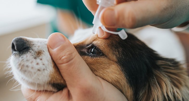 Dierenartsassistent-paraveterinair druppelt oog hond
