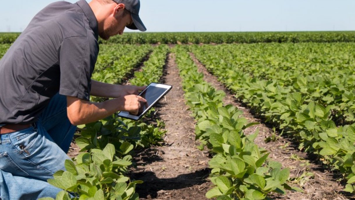 Agronomist Using a Tablet in an Agricultural FieldAgronomist Using a Tablet in an Agricultural Field