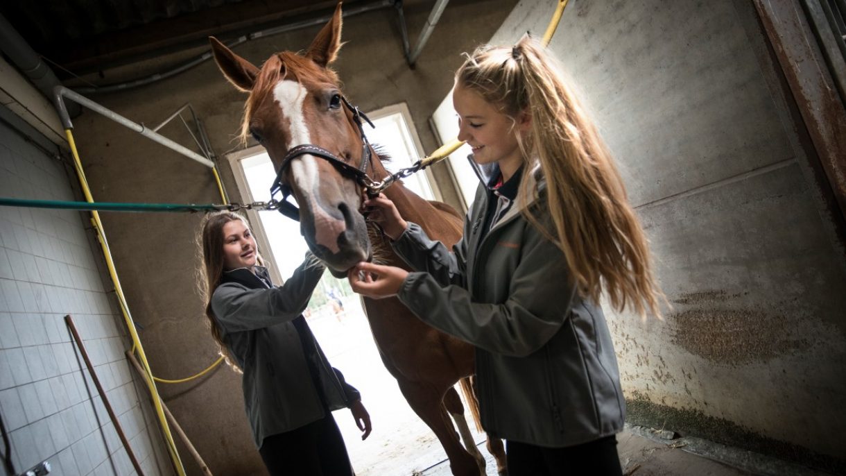 Meiden met paard op poetsplaats