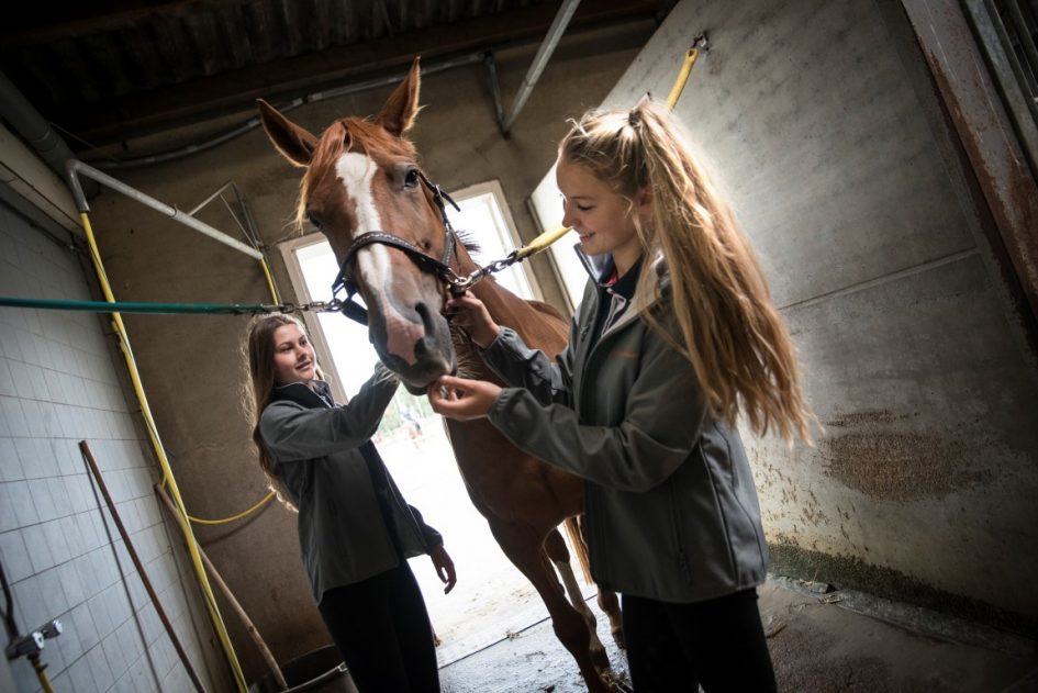 Meiden met paard op poetsplaats
