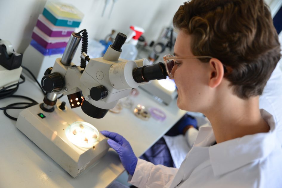 Student Voeding & Kwaliteit kijkt in microscoop