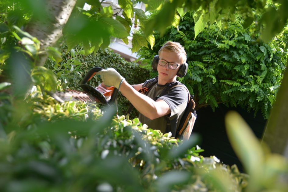 Student hovenier snoeit heg