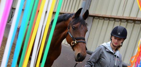 Student paardenhouderij loopt met paard door gekleurde linten