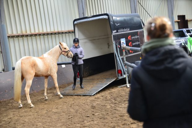 Student paardenhouderij laadt paard in trailer