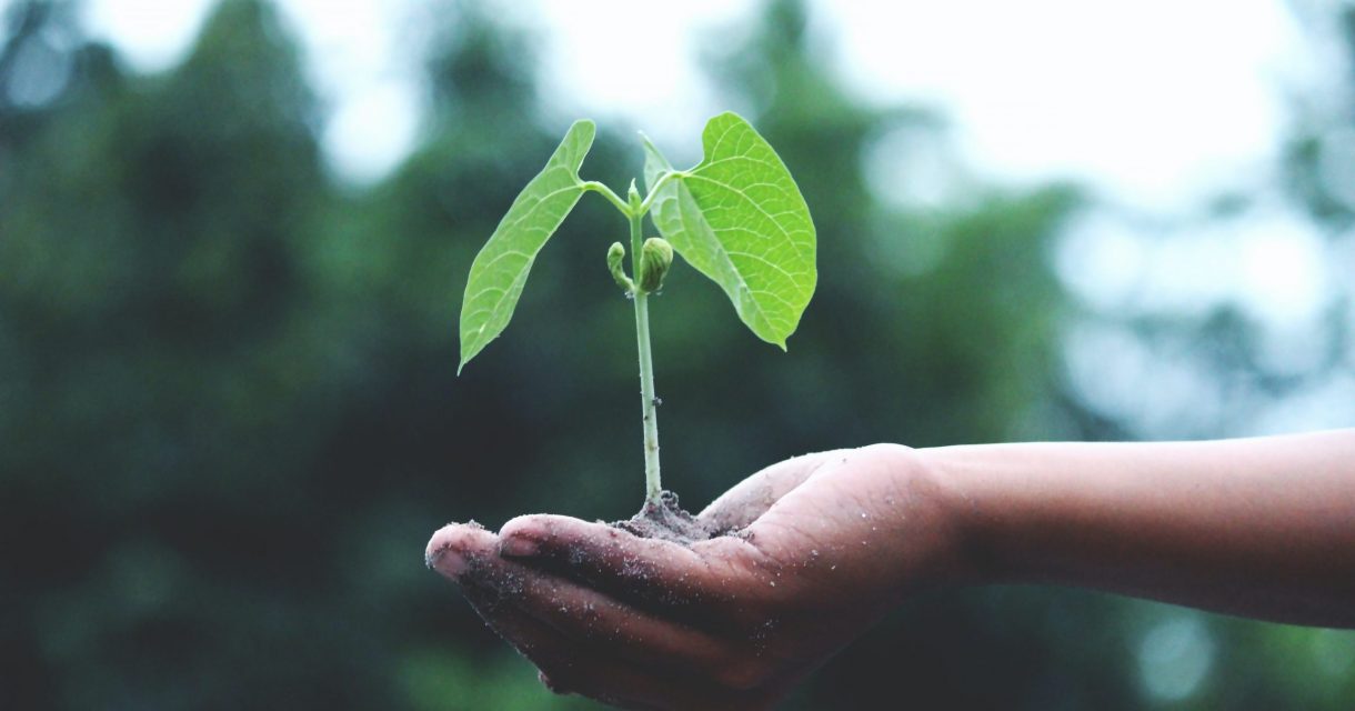 Hand met plantje erin