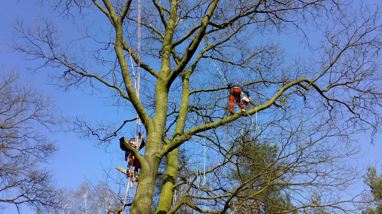 Boomverzorgers hoog in boom