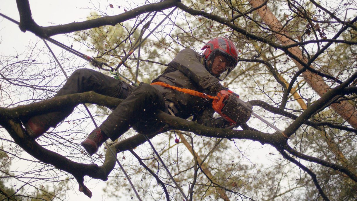 Boomverzorger zaagt boom af hoog in boom