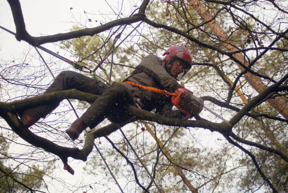 Boomverzorger zaagt boom af hoog in boom