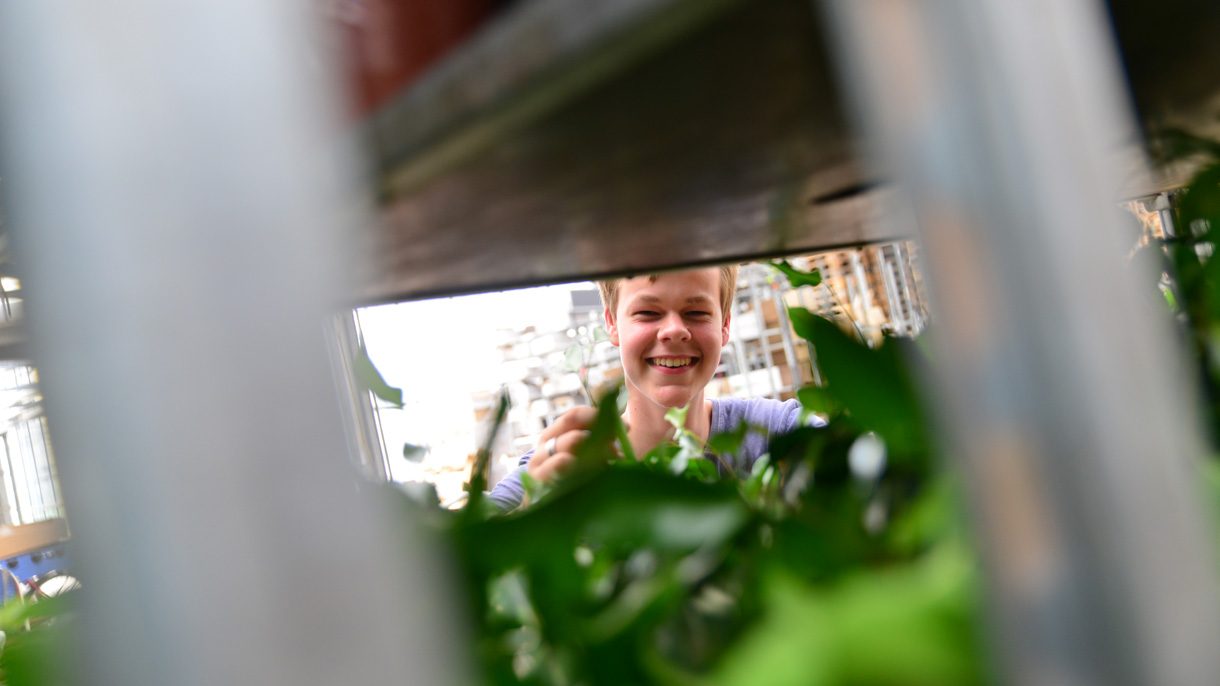 Jongen kijkt tussen planten op een kar door