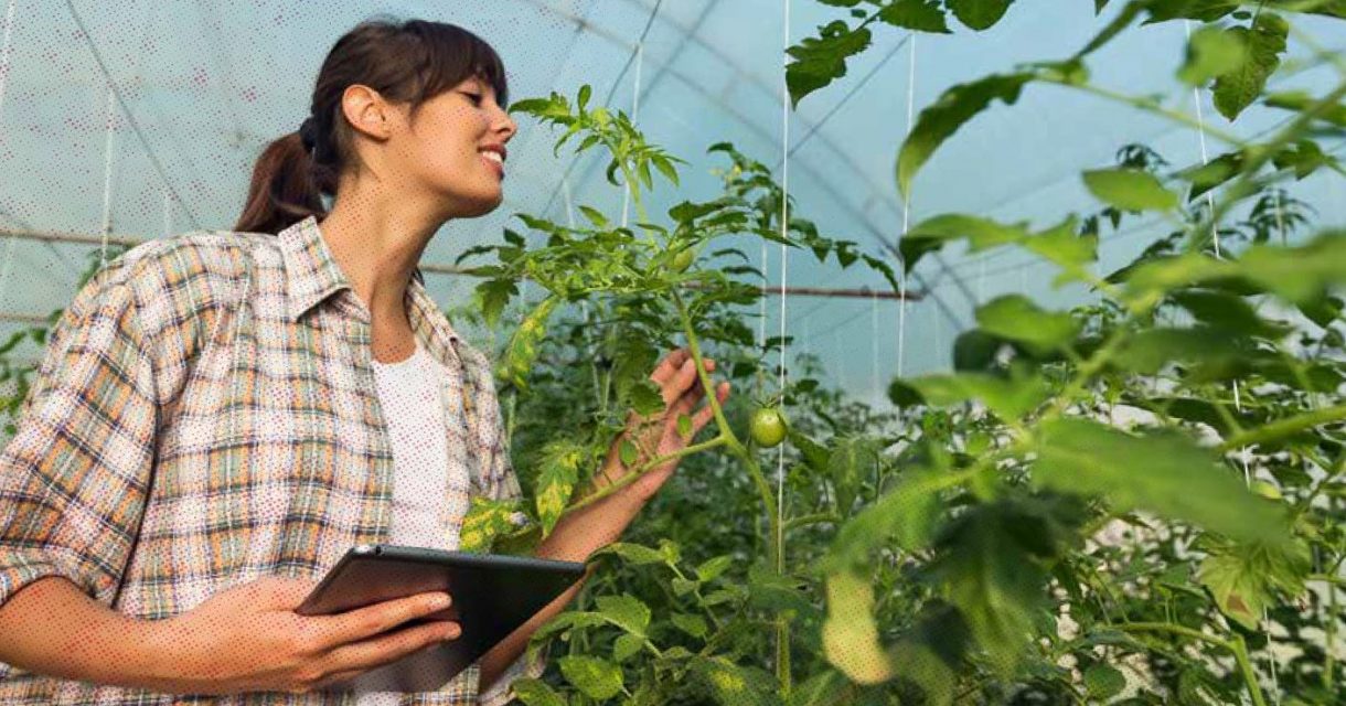 Student checkt teelt