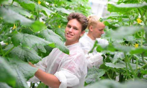 Studenten Hort Technics & Management in de kas