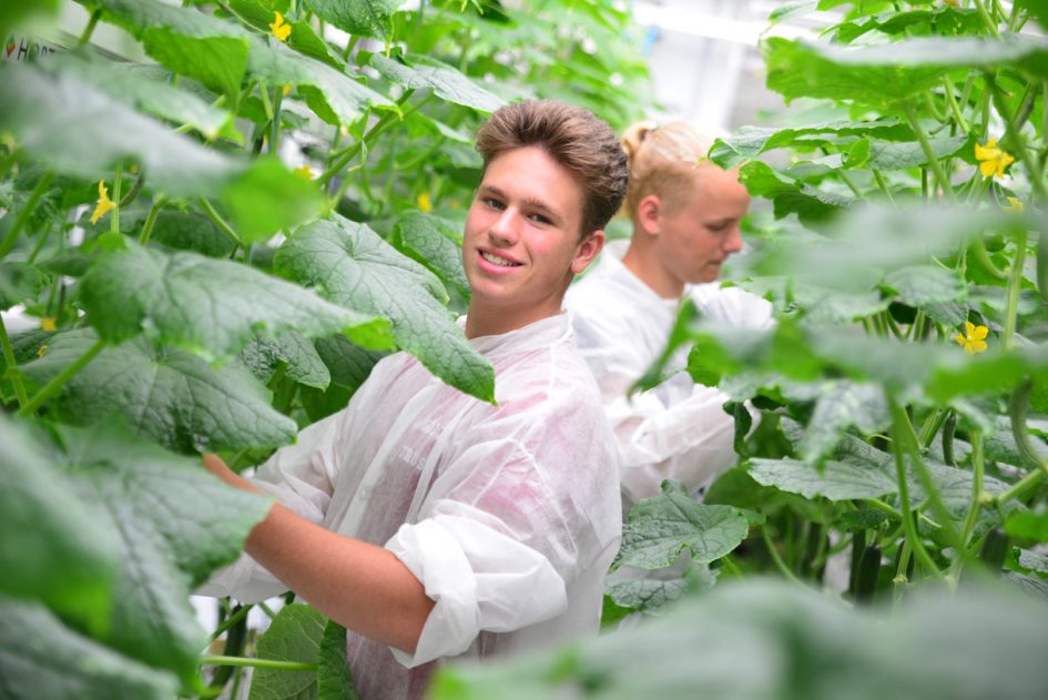 Studenten Hort Technics & Management in de kas