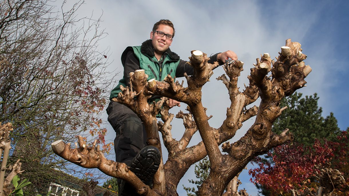 snoeien hoog in de boom