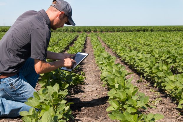 Boer bekijkt gewas en controleert met behulp van tablet