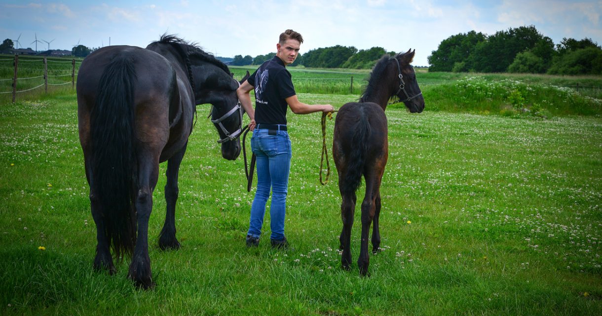 Jongen loopt weg met merrie en veulen