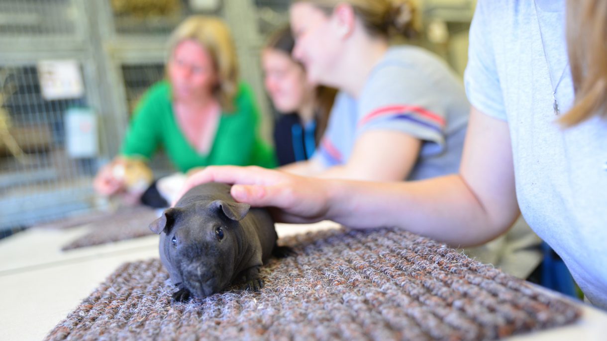 Cavia op de tafel tijdens de les