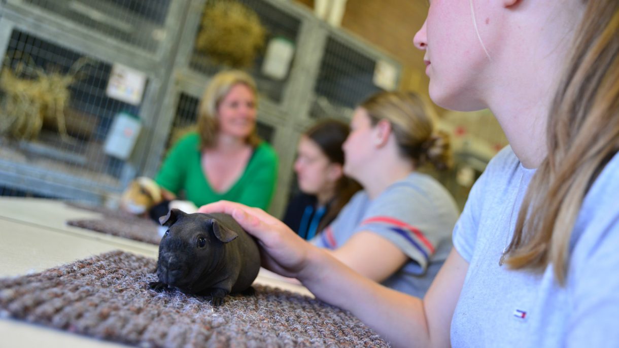 drie cavia's op tafel tijdens een les