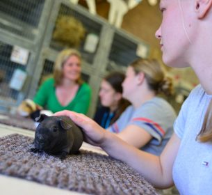 drie cavia's op tafel tijdens een les