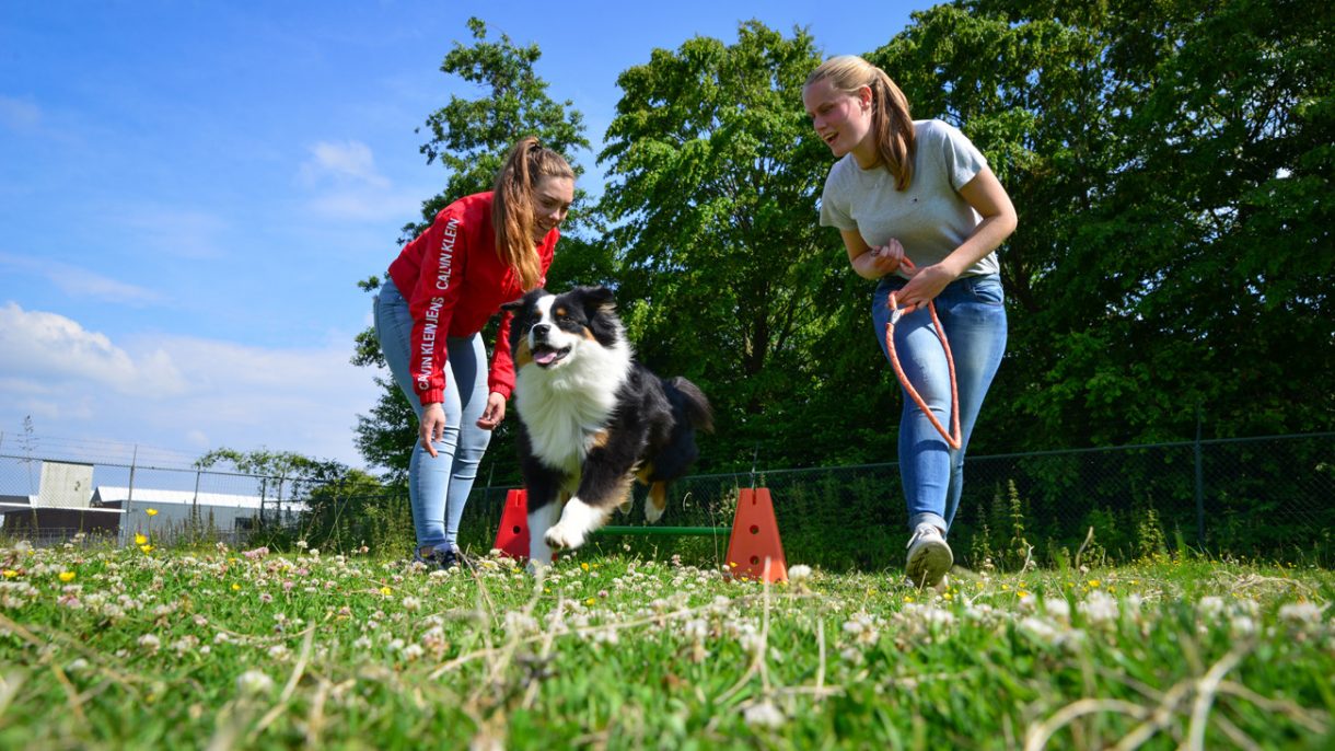 meisjes trainen hond in een weiland