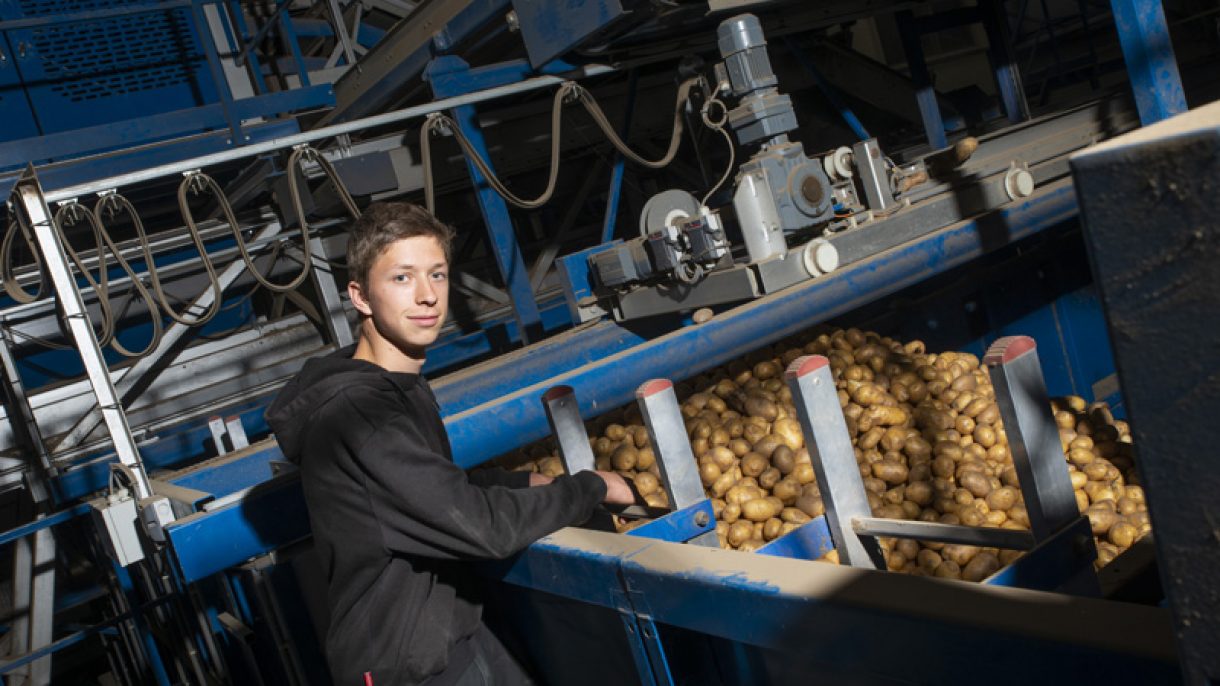 jongen staat bij aardappelsorteerder
