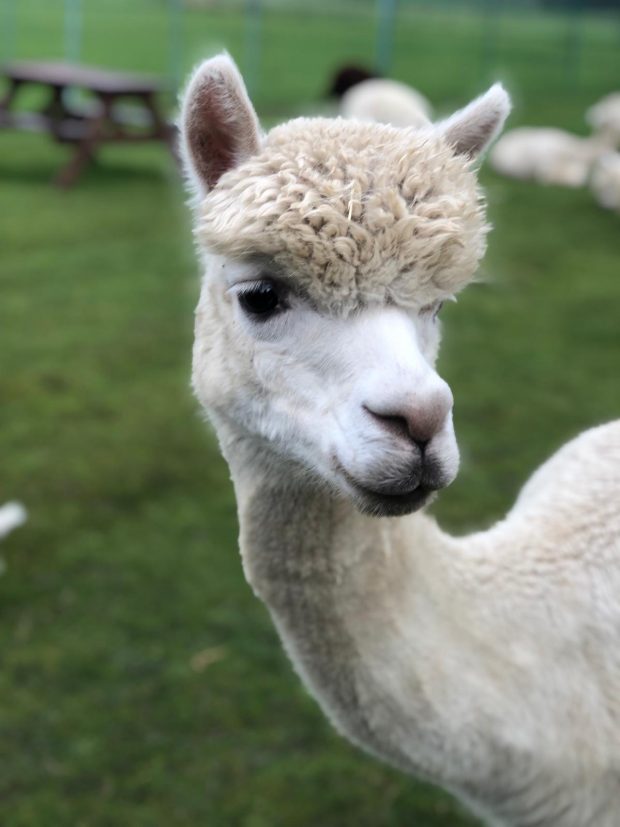 alpaca