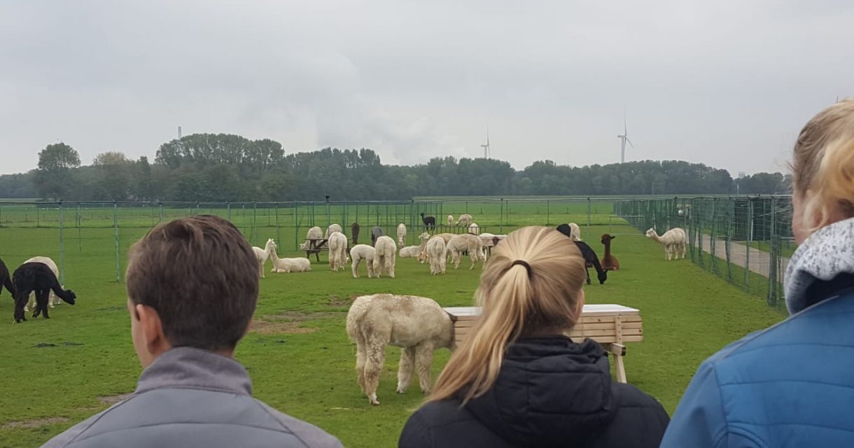 drie studenten kijken naar alpaca's