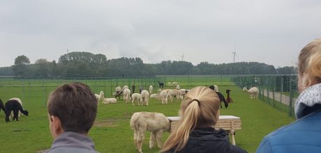 drie studenten kijken naar alpaca's