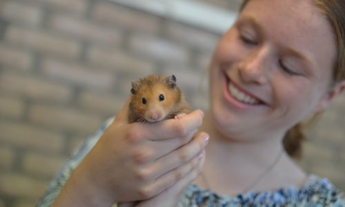 Meisje heeft hamster vast