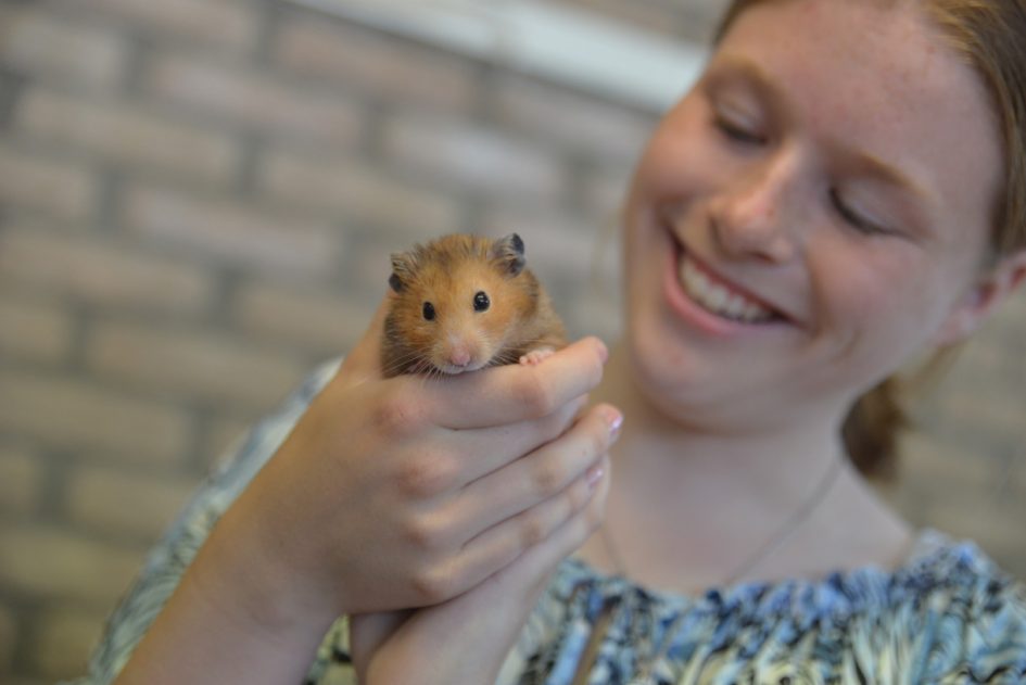 Meisje heeft hamster vast