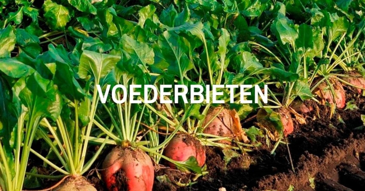 voederbieten