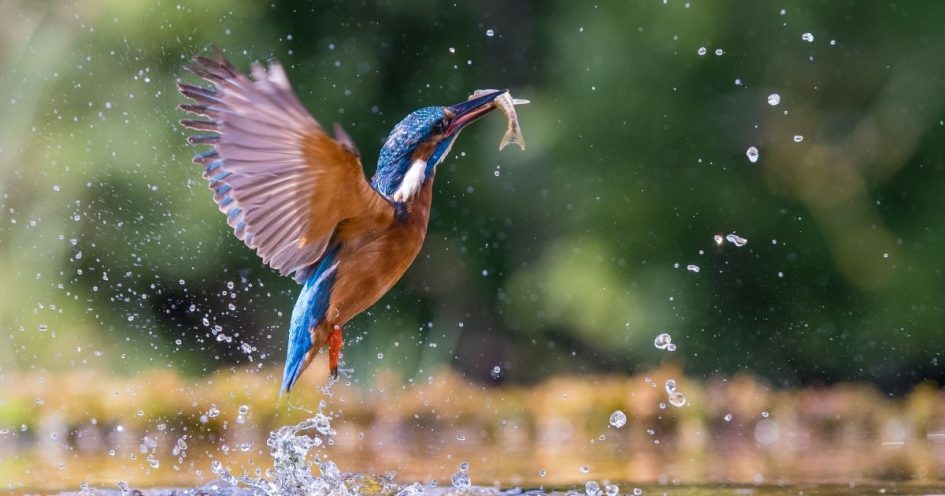 wet-natuurbescherming-niveau-1