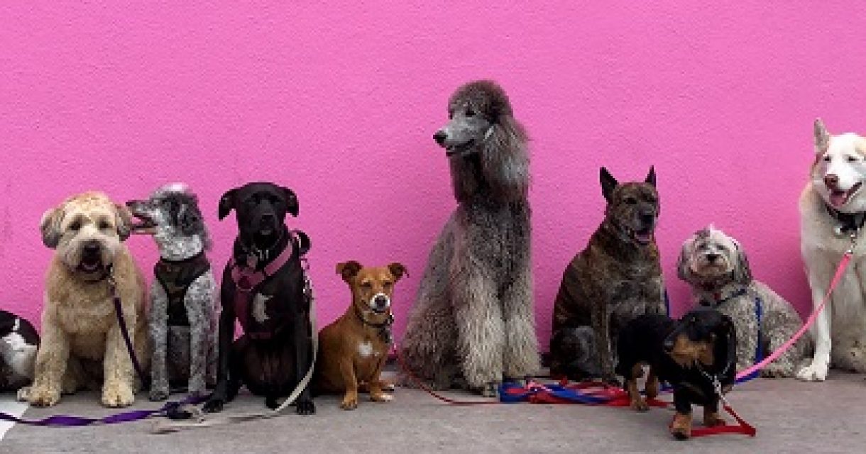 Honden op een rij - hondentrimmen