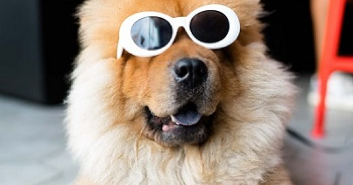 Hond met zonnebril op - opleiding hondentrimmen