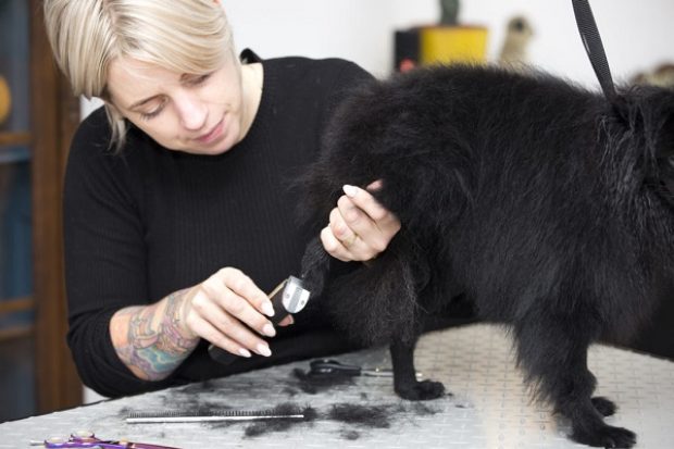 Nagels hond knippen - hondentrimmen in garage