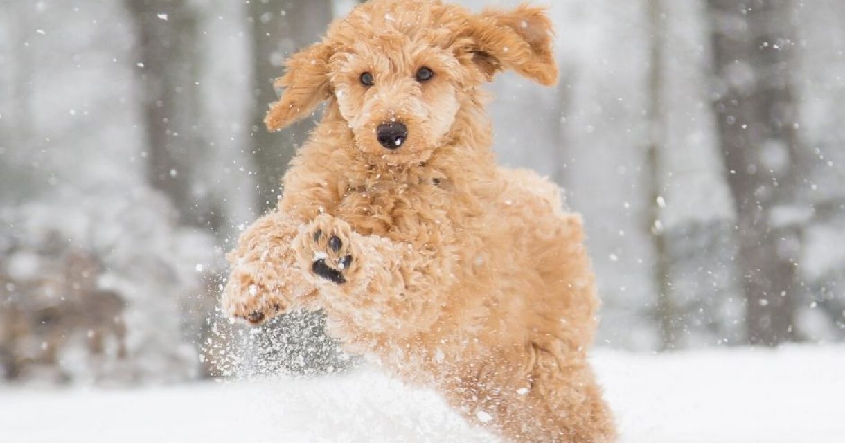 hondje in de sneeuw - hondentrimsalon