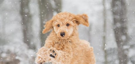 hondje in de sneeuw - hondentrimsalon