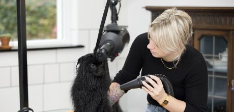 hond trimmen op tafel - hondetrimmen in garage