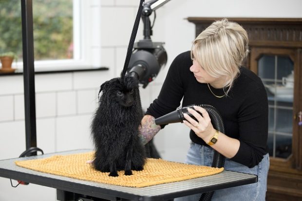 hond trimmen op tafel - hondetrimmen in garage