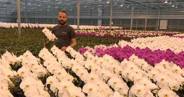 Silvano-fa-opti-flor-liggend betere kwaliteit