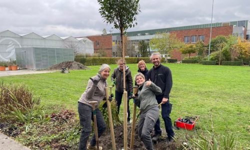 boom-planten-hovenier