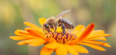 De ecologische levende tuin bijen