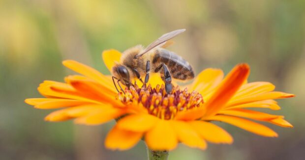 De ecologische levende tuin bijen