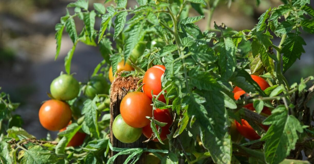 Tomatenplant-metafoor