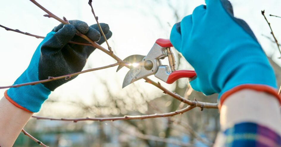 Fruitbomen snoeien handschoenen