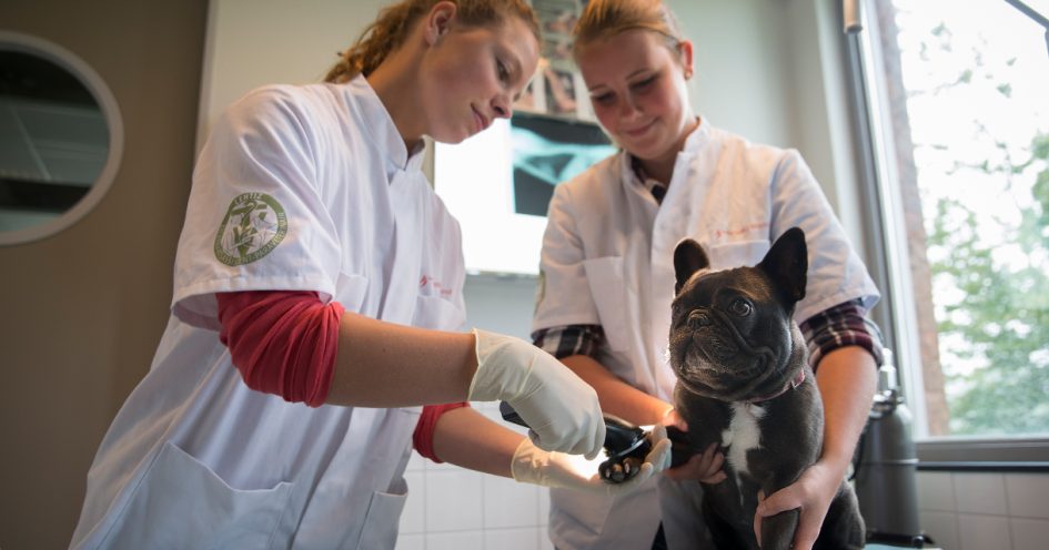 2 dierenartsen behandelen een hondje van het ras, Franse Bull