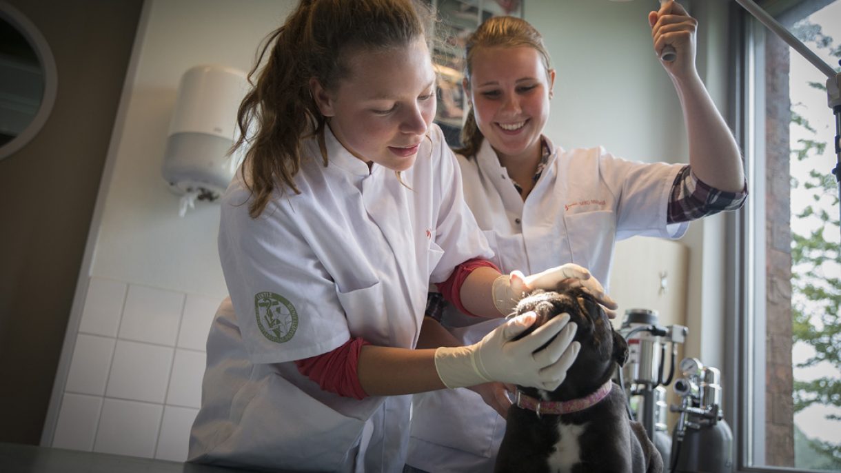 2 dierenartsassistenten behandelen hondje